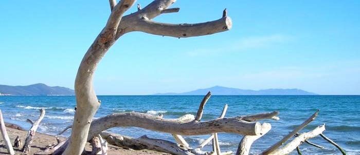 Parco Delluccellina In Marina Di Albarese Grosseto